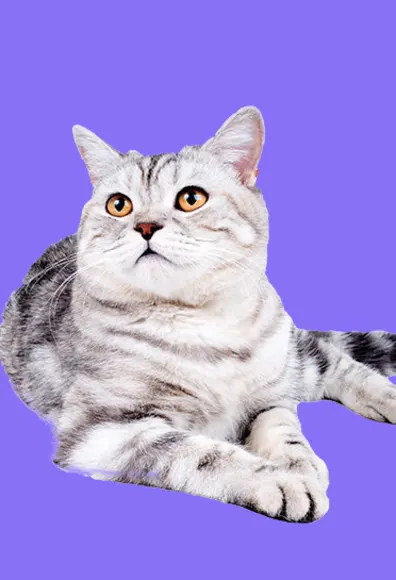 Cat laying down in front of a purple background.
